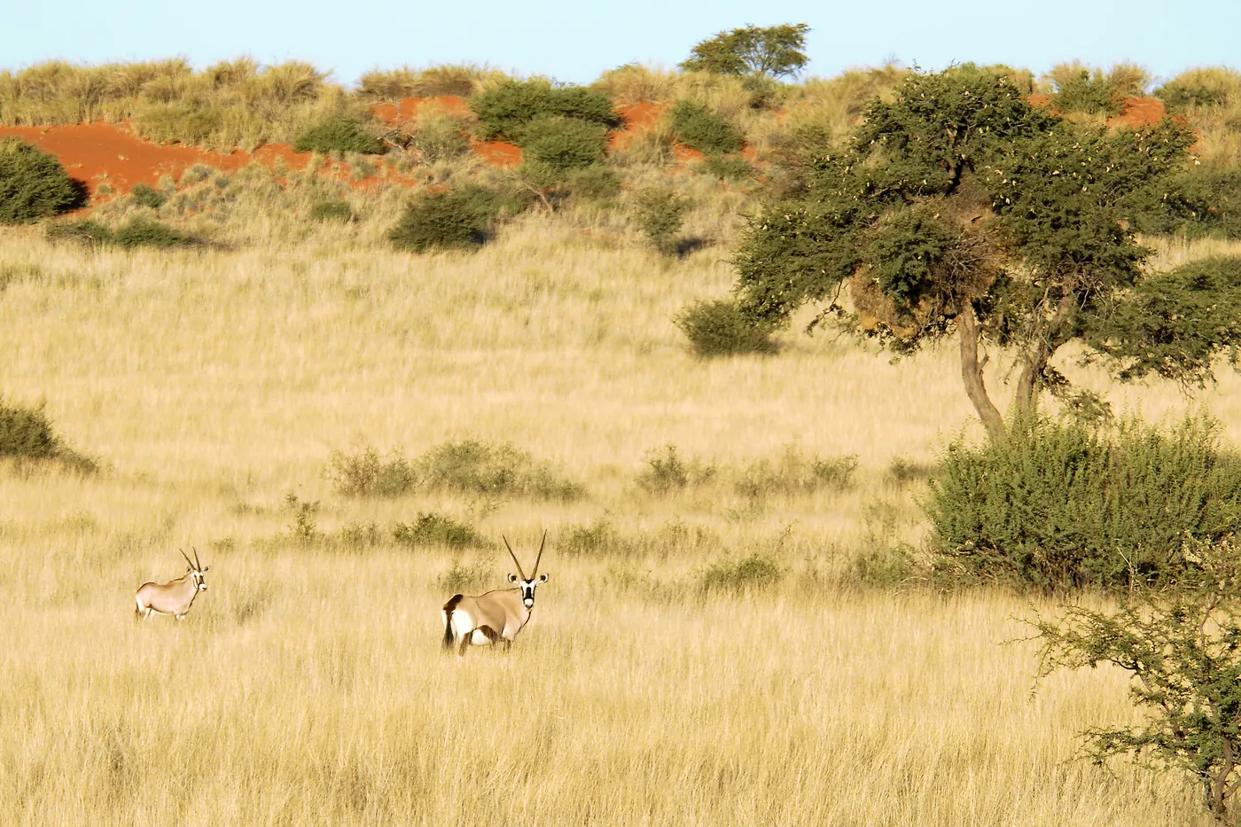 Kalahari Anib Lodge - Gondwana Collection