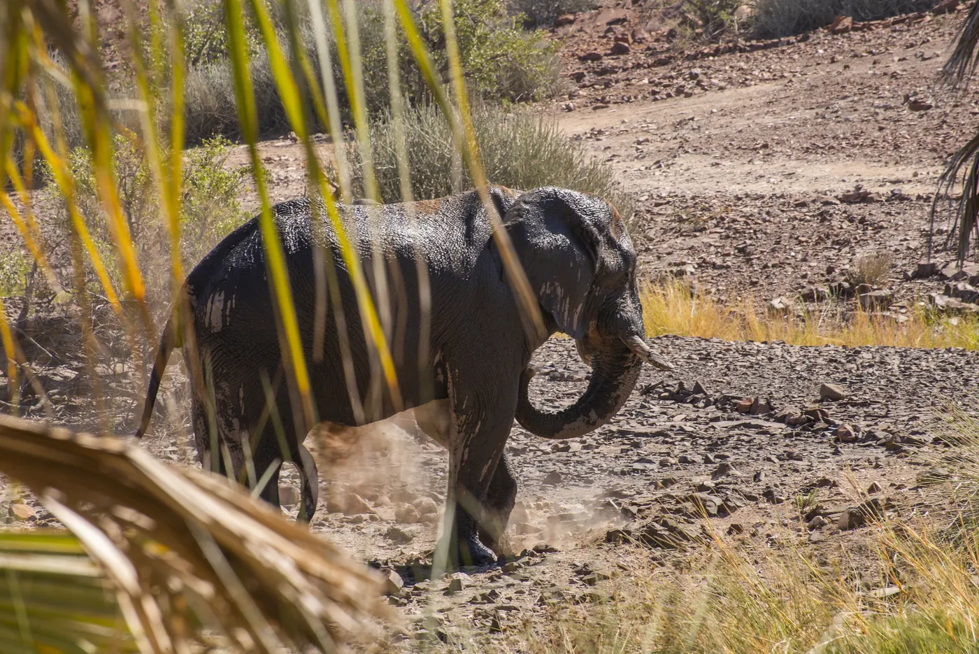 Palmwag Lodge - Gondwana Collection