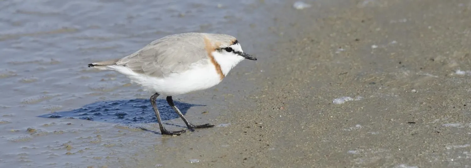 Namibian bird species