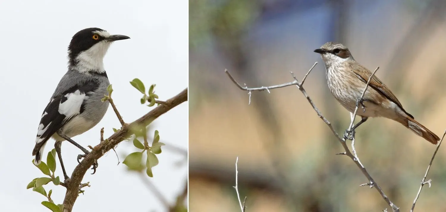 Namibian bird species