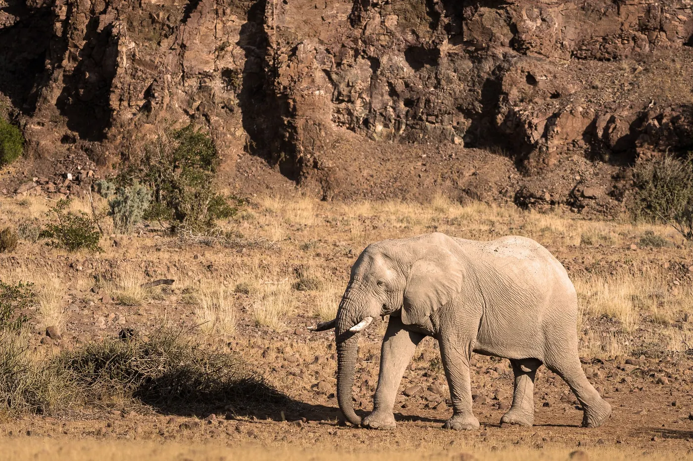 Wilderness Desert Rhino Camp - Wilderness